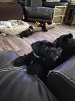 MAX, a male Miniature Schnauzer for sale in Ashland, OH – Photo 2 of 5