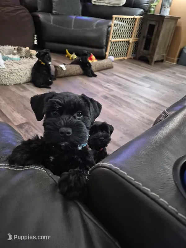 MAX – Miniature Schnauzer puppy for sale in Ashland, OH
