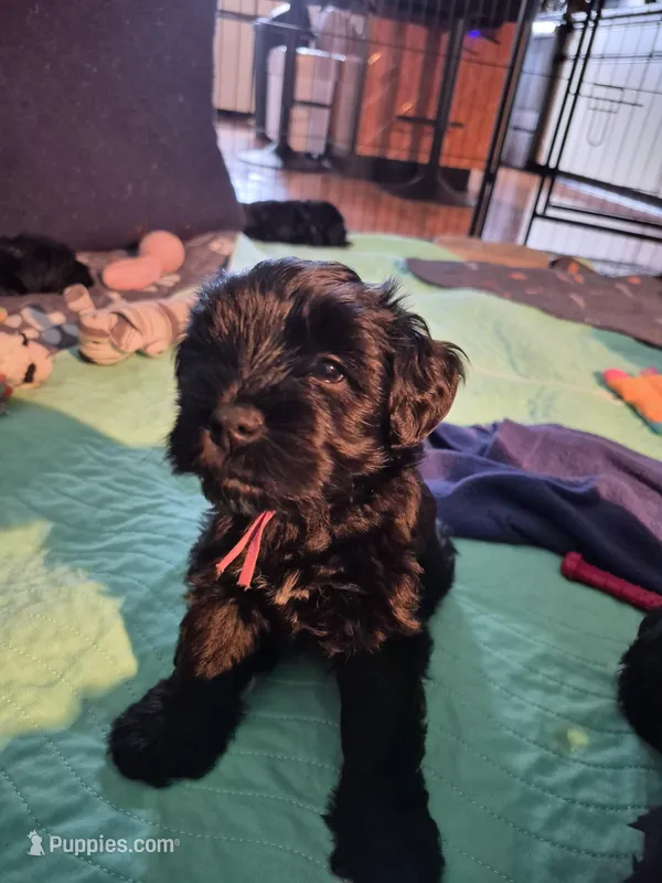 DAISY – Miniature Schnauzer puppy for sale in Ashland, OH