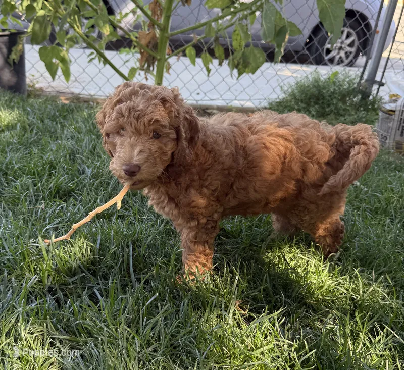 Red – Miniature Labradoodle puppy for sale in Lancaster, CA
