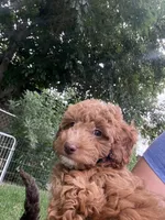 Cooper, a male Miniature Labradoodle for sale in Lancaster, CA – 7 of 7