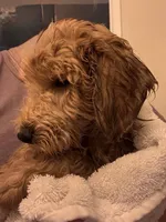 Honcho, a male Miniature Labradoodle for sale in Lancaster, CA – 6 of 9