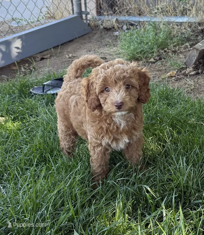 Cooper – Miniature Labradoodle puppy for sale in Lancaster, CA