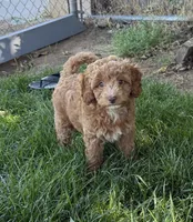 Cooper, a male Miniature Labradoodle for sale in Lancaster, CA – 1 of 7