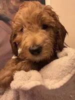 Honcho, a male Miniature Labradoodle for sale in Lancaster, CA – 5 of 9