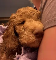 Red, a male Miniature Labradoodle for sale in Lancaster, CA – 3 of 4