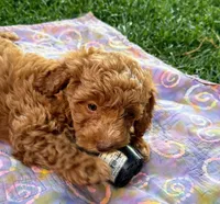 Cooper, a male Miniature Labradoodle for sale in Lancaster, CA – 5 of 7