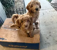 Cooper, a male Miniature Labradoodle for sale in Lancaster, CA – 6 of 7