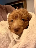 Cooper, a male Miniature Labradoodle for sale in Lancaster, CA – 4 of 7