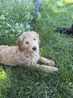 Honcho, a male Miniature Labradoodle for sale in Lancaster, CA – 4 of 9