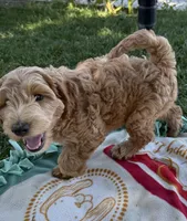 Honcho, a male Miniature Labradoodle for sale in Lancaster, CA – 3 of 9