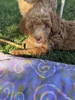 Cooper, a male Miniature Labradoodle for sale in Lancaster, CA – 3 of 7