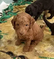 Red, a male Miniature Labradoodle for sale in Lancaster, CA – 4 of 4