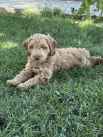 Honcho, a male Miniature Labradoodle for sale in Lancaster, CA – 2 of 9