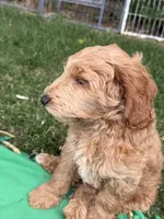 Honcho, a male Miniature Labradoodle for sale in Lancaster, CA – 7 of 9
