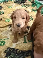 Honcho, a male Miniature Labradoodle for sale in Lancaster, CA – 9 of 9