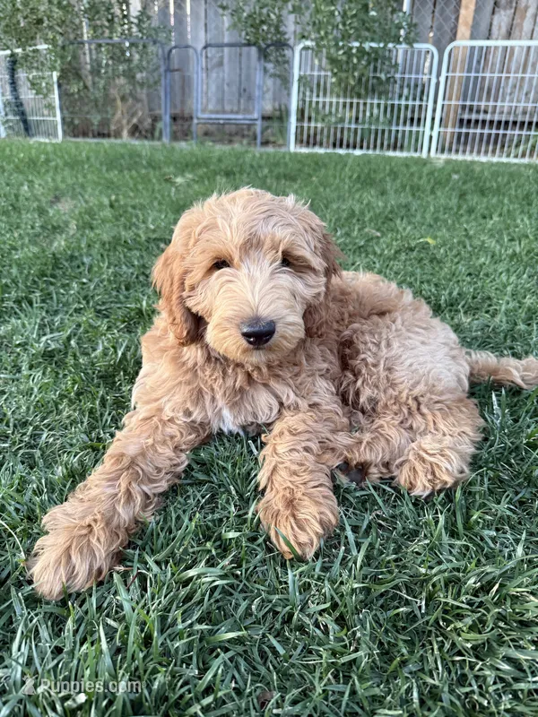 Honcho – Miniature Labradoodle puppy for sale in Lancaster, CA
