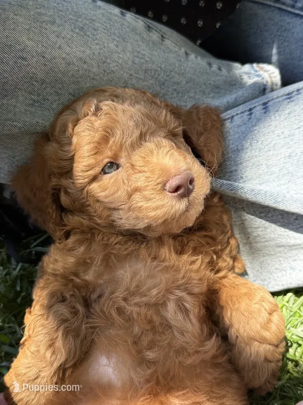 Red – Miniature Labradoodle puppy for sale in Lancaster, CA