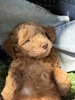 Red, a male Miniature Labradoodle for sale in Lancaster, CA – 1 of 4