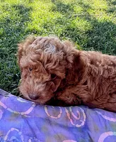 Cooper, a male Miniature Labradoodle for sale in Lancaster, CA – 2 of 7