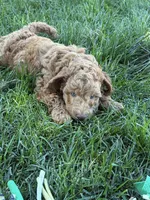 Red, a male Miniature Labradoodle for sale in Lancaster, CA – 2 of 4