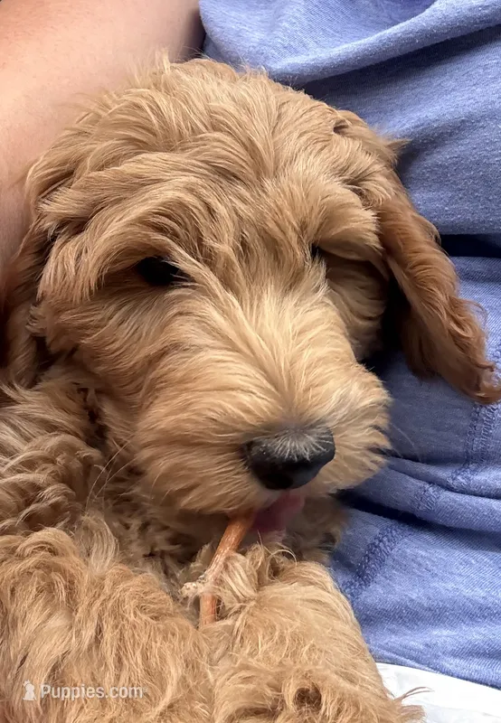 Honcho – Miniature Labradoodle puppy for sale in Lancaster, CA