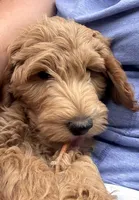 Honcho, a male Miniature Labradoodle for sale in Lancaster, CA – 1 of 9