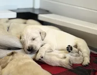 Peanut, a female English Cream Golden Retriever for sale in Jacksonville Beach, FL – Photo 4 of 10