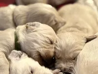 Peanut, a female English Cream Golden Retriever for sale in Jacksonville Beach, FL – Photo 9 of 10