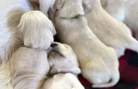 Peanut, a female English Cream Golden Retriever for sale in Jacksonville Beach, FL – Photo 3 of 10