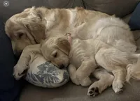 Peanut, a female English Cream Golden Retriever for sale in Jacksonville Beach, FL – Photo 7 of 10