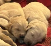 Peanut, a female English Cream Golden Retriever for sale in Jacksonville Beach, FL – Photo 8 of 10