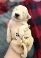 Peanut, a female English Cream Golden Retriever for sale in Jacksonville Beach, FL – Photo 5 of 10