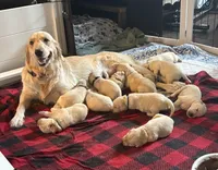 Peanut, a female English Cream Golden Retriever for sale in Jacksonville Beach, FL – Photo 6 of 10