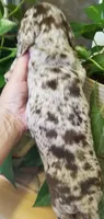 Chocolate dapple boy, a male Dachshund and Miniature Dachshund for sale in La Monte, MO – 9 of 9