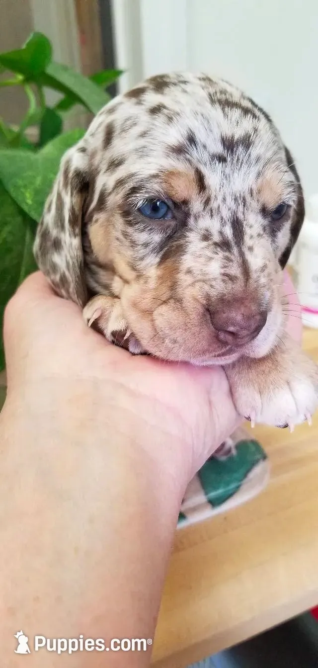 Chocolate dapple boy, a male Dachshund and Miniature Dachshund for sale in La Monte, MO – 1 of 9