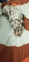Chocolate dapple boy, a male Dachshund and Miniature Dachshund for sale in La Monte, MO – 5 of 9