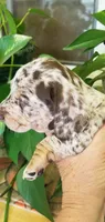 Chocolate dapple boy, a male Dachshund and Miniature Dachshund for sale in La Monte, MO – 7 of 9