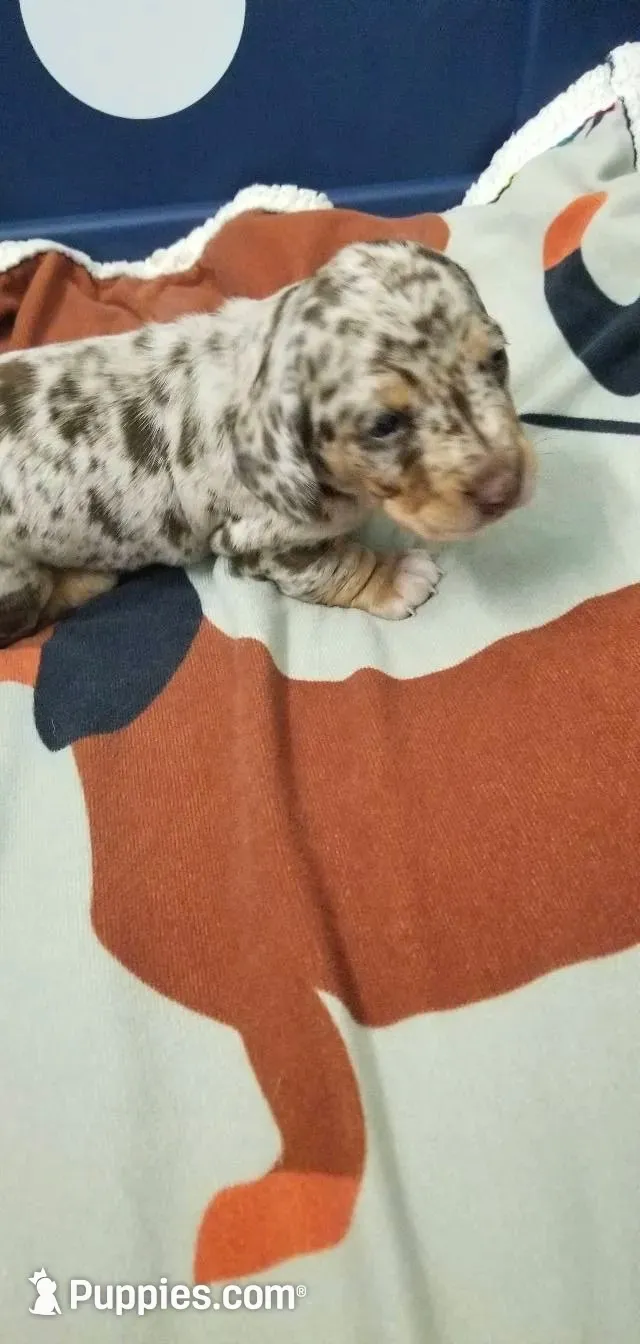 Chocolate dapple boy, a male Dachshund and Miniature Dachshund for sale in La Monte, MO – 3 of 9