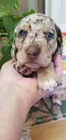 Chocolate dapple boy, a male Dachshund and Miniature Dachshund for sale in La Monte, MO – 8 of 9