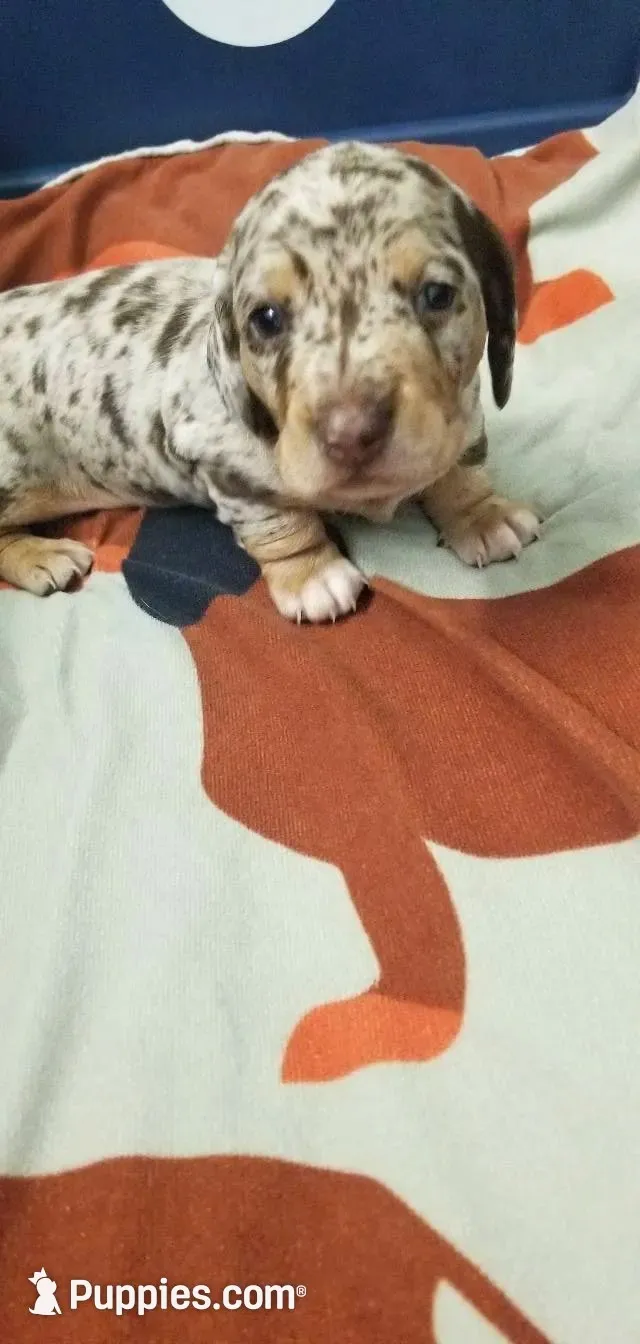 Chocolate dapple boy, a male Dachshund and Miniature Dachshund for sale in La Monte, MO – 2 of 9