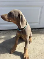 Fawn male, a male Doberman Pinscher for sale in Rialto, CA – 2 of 2
