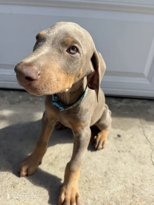 Fawn male – Doberman Pinscher puppy for sale in Rialto, CA