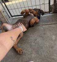 Red Doberman puppy, a male Doberman Pinscher for sale in Rialto, CA – 2 of 3