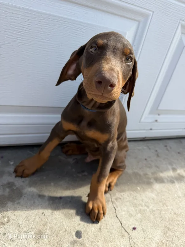 Red Doberman puppy – Doberman Pinscher puppy for sale in Rialto, CA