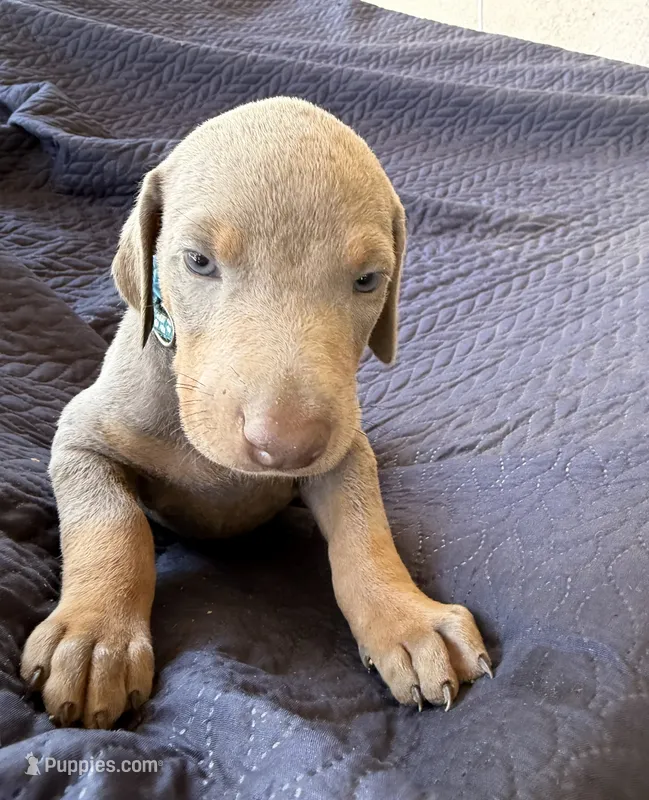 Fawn & red Dobermans puppy – Doberman Pinscher puppy for sale in Rialto, CA