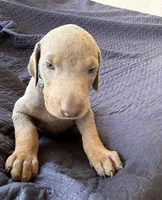 Fawn & red Dobermans puppy, a male Doberman Pinscher for sale in Rialto, CA – 1 of 4