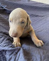 Fawn & red Dobermans puppy, a male Doberman Pinscher for sale in Rialto, CA – 2 of 4