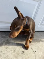 Red Doberman puppy, a male Doberman Pinscher for sale in Rialto, CA – 3 of 3