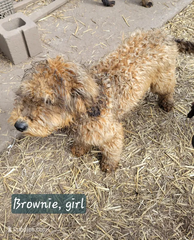 F2 Goldendoodles – Goldendoodle puppy for sale in Goldendale, WA